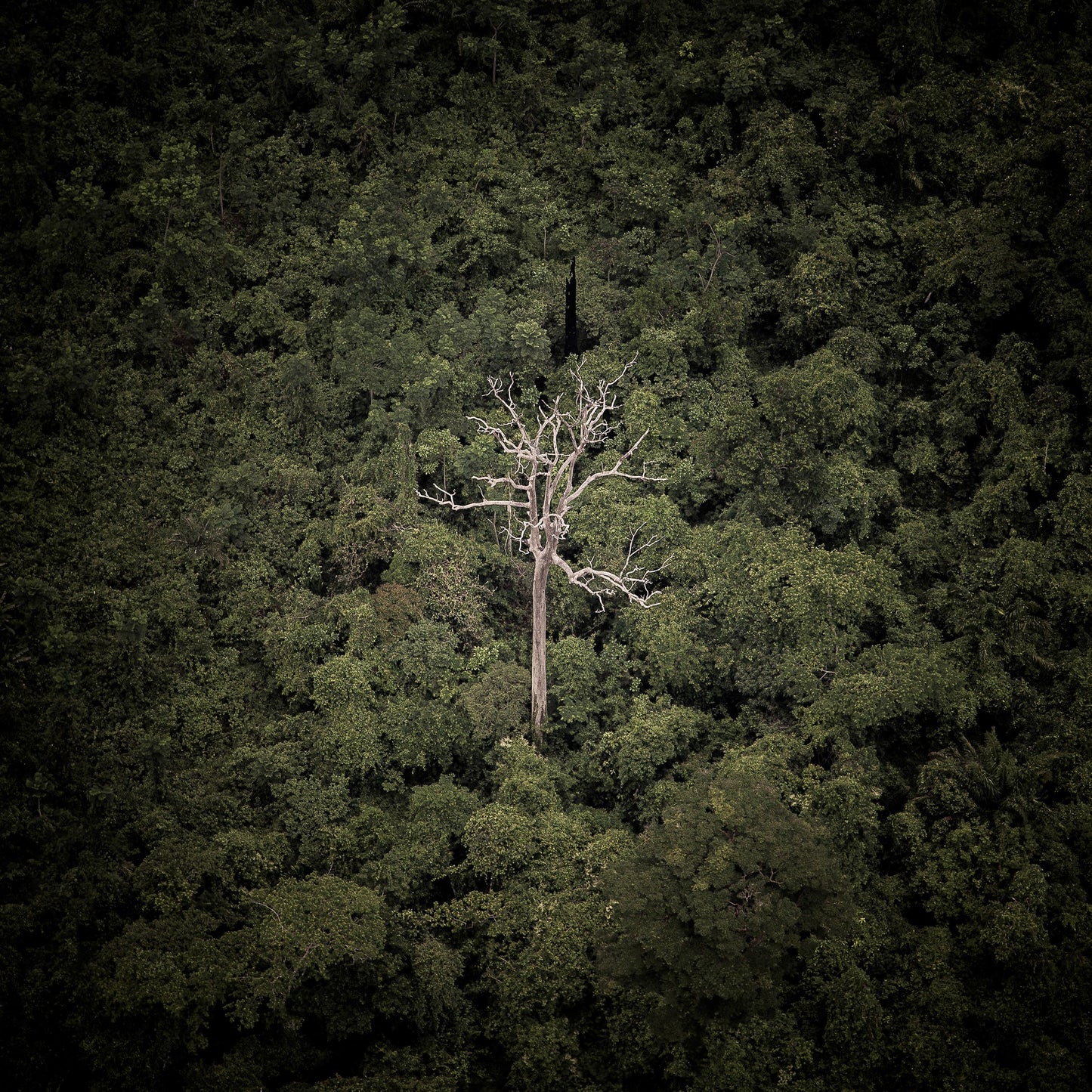 Amazônia