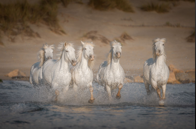 The power and elegance of horses